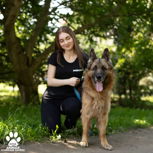 Pies do adopcji, Starogard Gdański, 18 września 2025 (3/4)