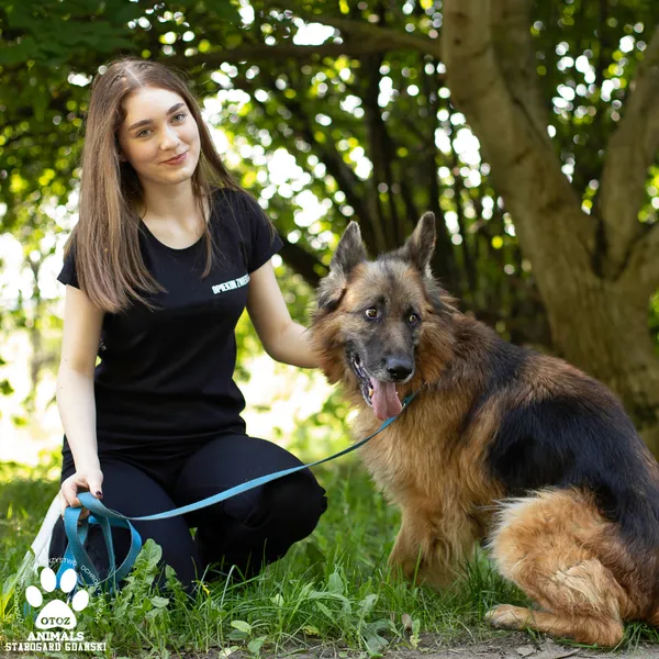 Pies do adopcji, Starogard Gdański, 18 września 2025 (4/4)