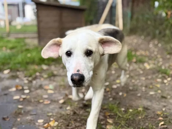 Znaleziono psa, Chojnice, 18 września 2025 (5/5)