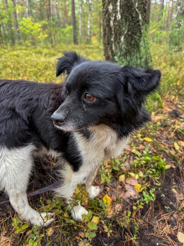 Pies do adopcji, Włocławek, 18 września 2025 (2/5)