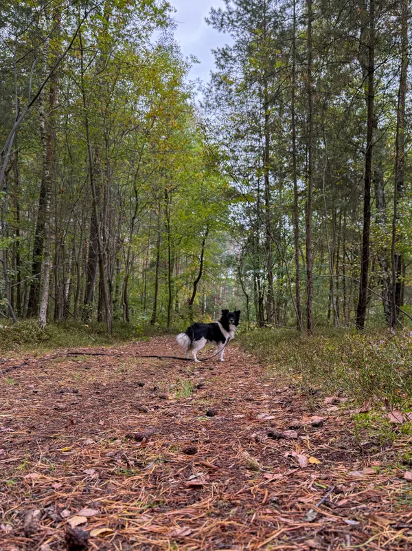 Pies do adopcji, Włocławek, 18 września 2025 (3/5)