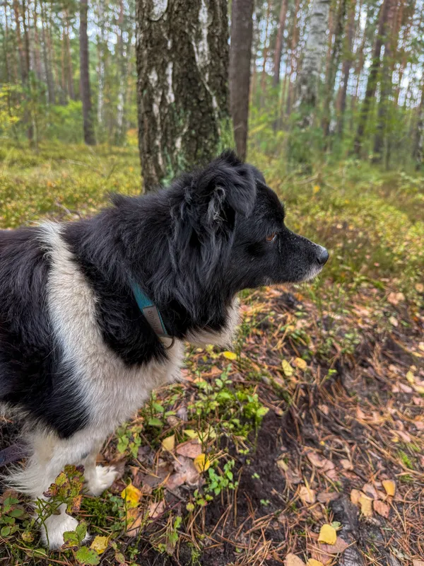 Pies do adopcji, Włocławek, 18 września 2025 (5/5)