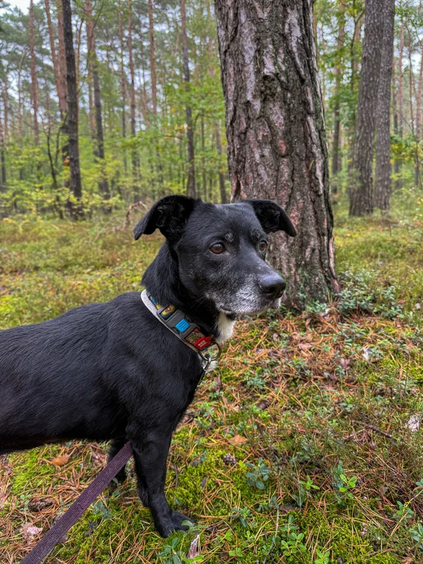 Pies do adopcji, Włocławek, 18 września 2025 (3/5)