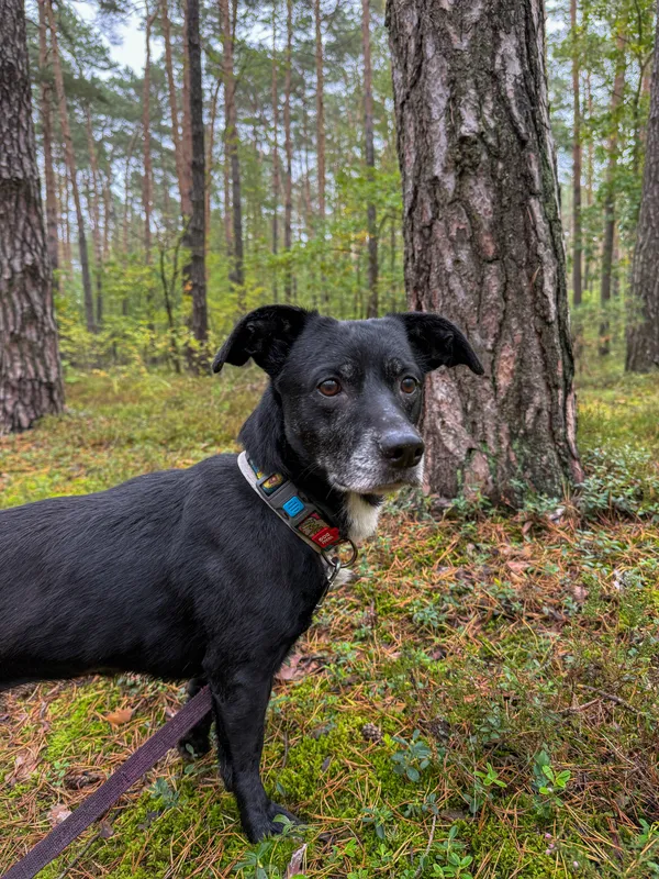 Pies do adopcji, Włocławek, 18 września 2025 (4/5)