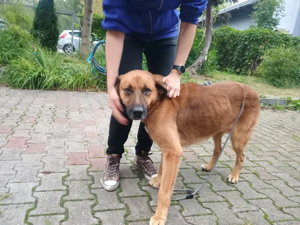 Pies do adopcji, Włocławek, 18 września 2025 (1/2)