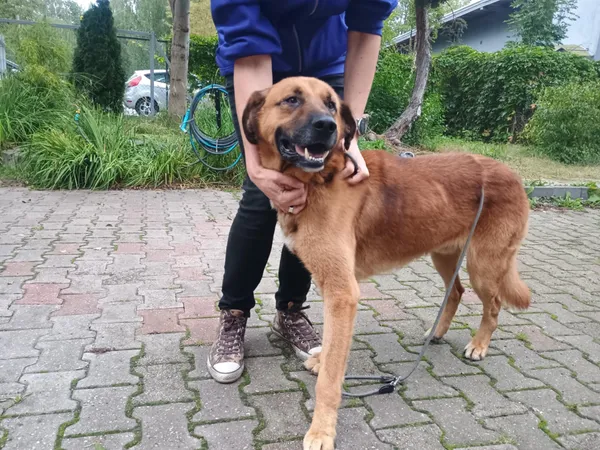 Pies do adopcji, Włocławek, 18 września 2025 (2/2)