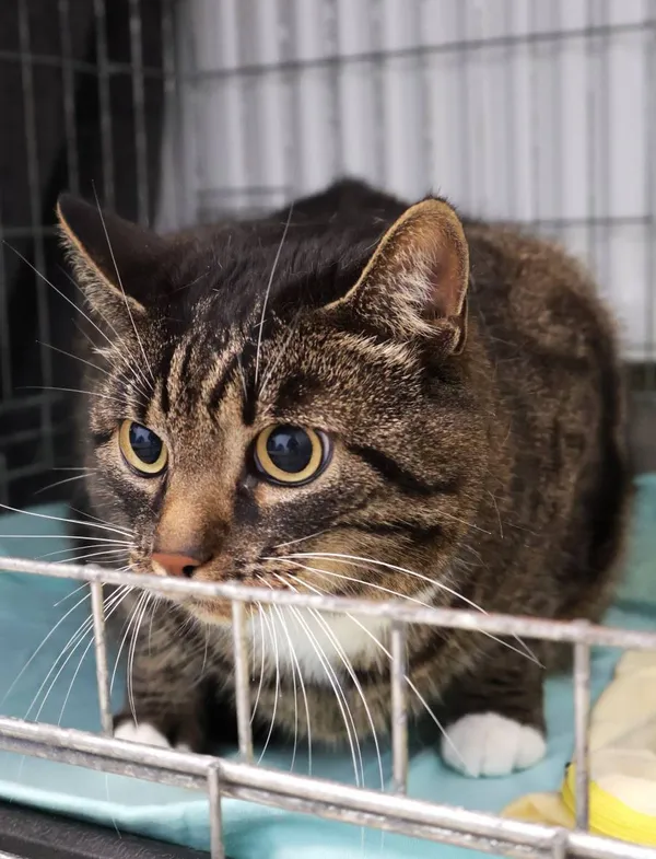 Znaleziono kota, Łódź, 19 września 2025 (2/5)