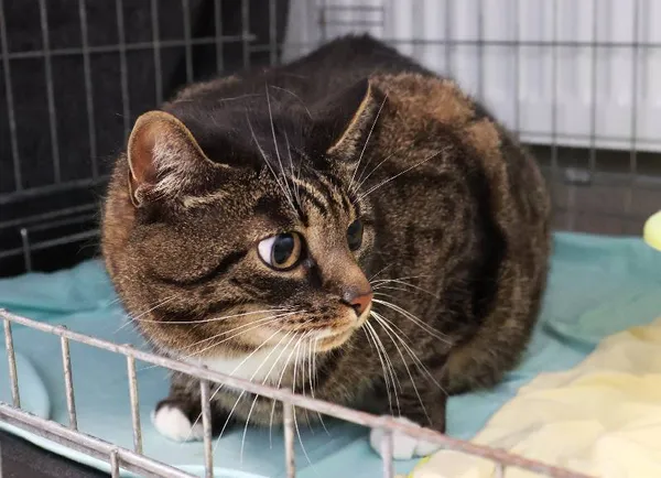 Znaleziono kota, Łódź, 19 września 2025 (3/5)