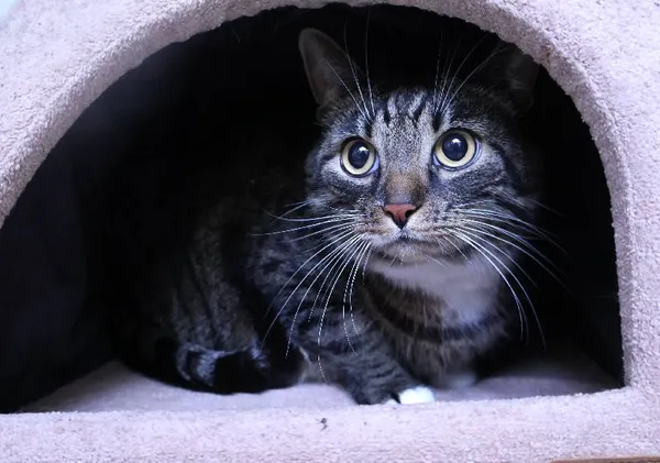 Znaleziono kota, Łódź, 19 września 2025 (4/5)