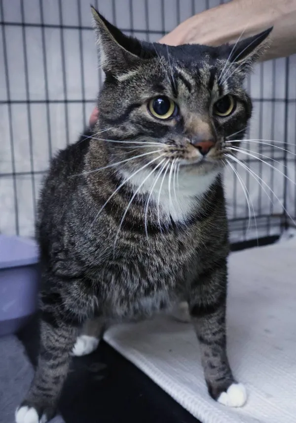 Znaleziono kota, Łódź, 19 września 2025 (5/5)