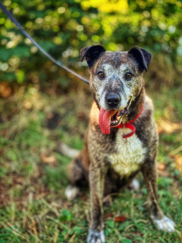 Pies do adopcji, Dłużyna Górna, 19 września 2025 (1/5)