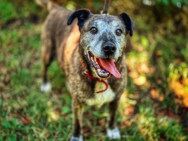 Pies do adopcji, Dłużyna Górna, 19 września 2025 (4/5)