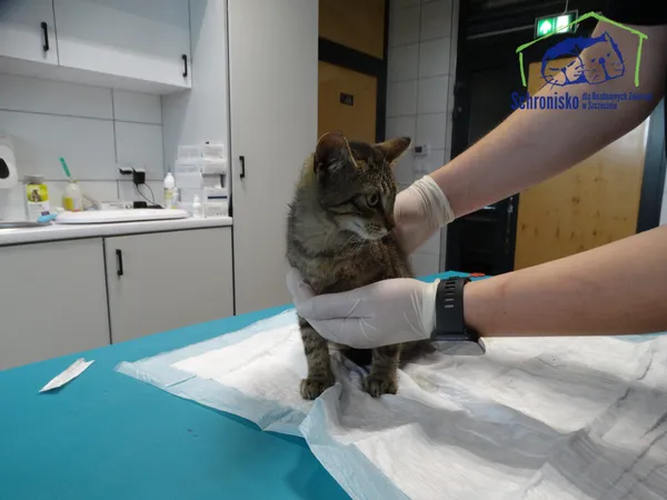 Kot do adopcji, Szczecin, 5 września 2025