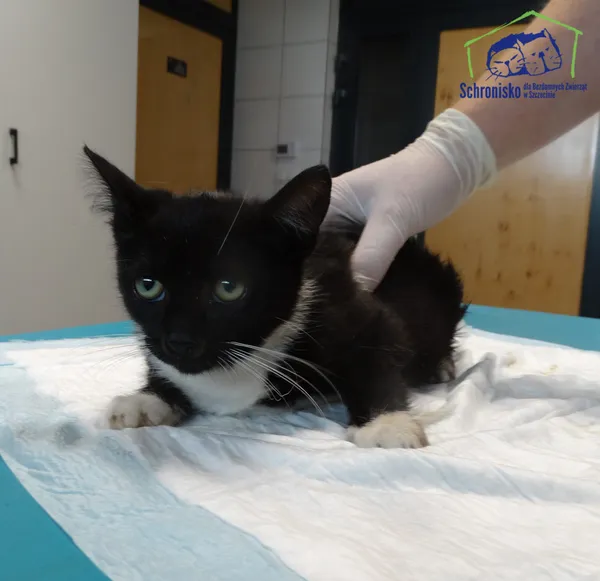 Kot do adopcji, Szczecin, 5 września 2025