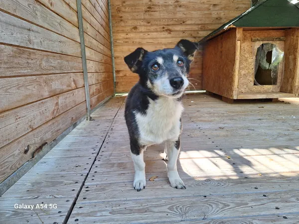 Pies do adopcji, Orzechowce, 18 września 2025 (1/4)