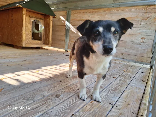 Pies do adopcji, Orzechowce, 18 września 2025 (3/4)