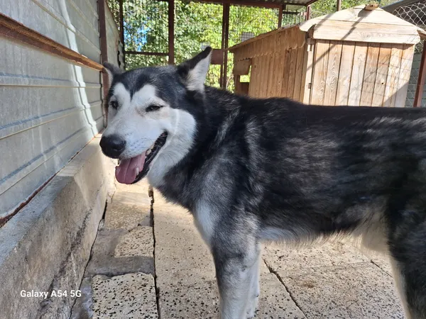 Pies do adopcji, Orzechowce, 18 września 2025 (1/5)