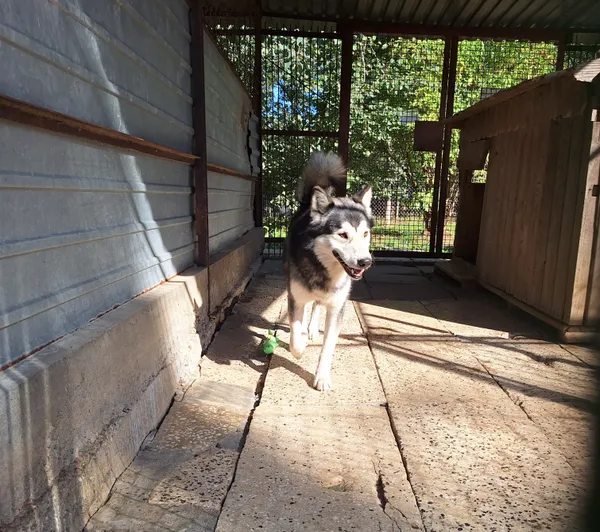 Pies do adopcji, Orzechowce, 18 września 2025 (2/5)