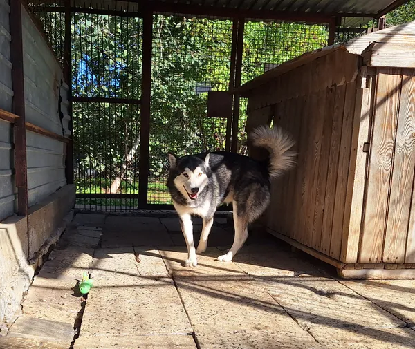 Pies do adopcji, Orzechowce, 18 września 2025 (5/5)