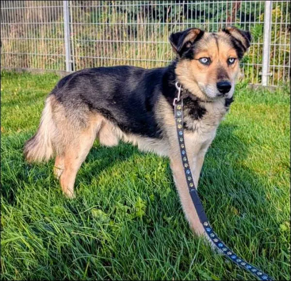 Znaleziono psa, Grudziądz, 13 września 2025