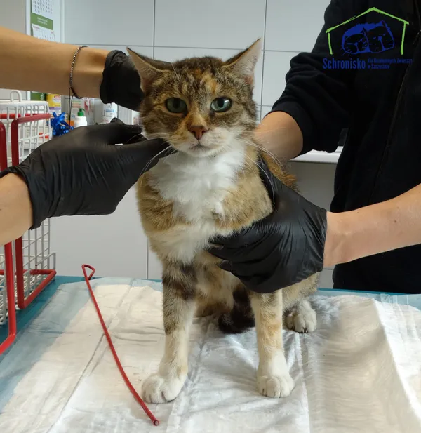 Znaleziono kota, Szczecin, 19 września 2025