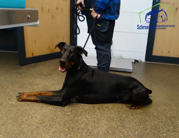 Znaleziono psa, Szczecin, 18 września 2025