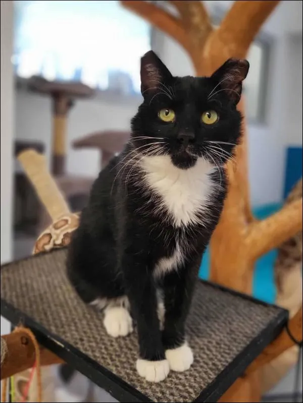 Znaleziono kota, Grudziądz, 21 lipca 2025