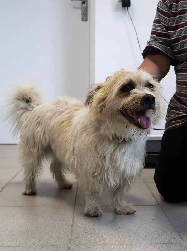 Znaleziono psa, Łódź, 18 września 2025 (1/5)