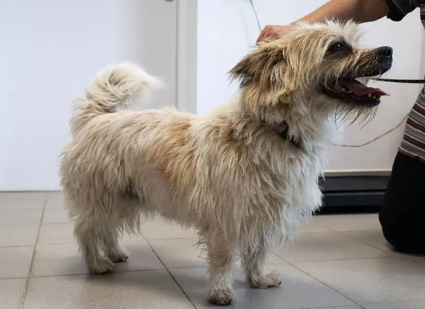 Znaleziono psa, Łódź, 18 września 2025 (3/5)