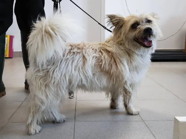 Znaleziono psa, Łódź, 18 września 2025 (4/5)