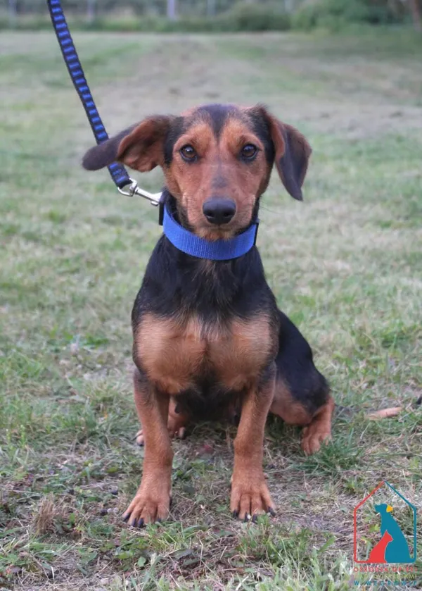 Pies do adopcji, Grudziądz, 27 sierpnia 2025