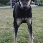 Pies do adopcji