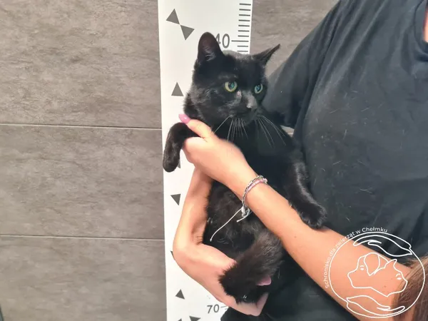 Znaleziono kota, Chełmek, 19 września 2025