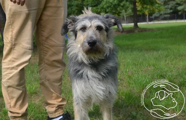 Pies do adopcji, Chełmek, 25 sierpnia 2025