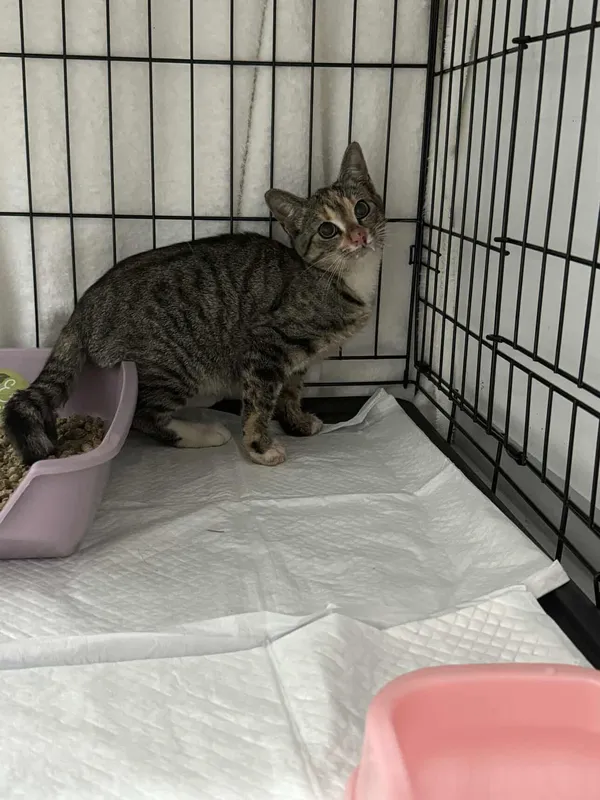 Znaleziono kota, Czartki, 19 września 2025