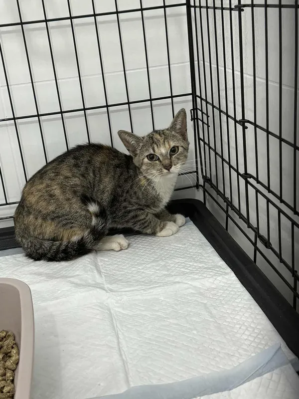 Znaleziono kota, Czartki, 19 września 2025