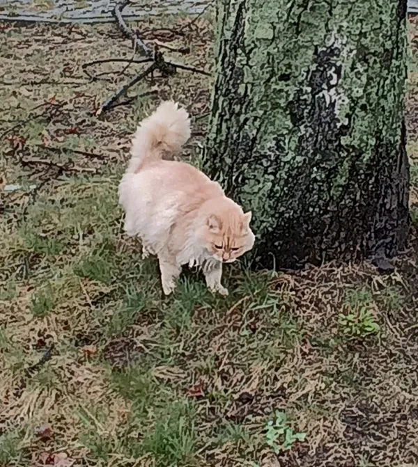 Zaginął kot, Łódź, 19 września 2025