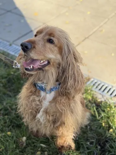 Pies do adopcji, Kraków, 5 września 2025 (3/3)