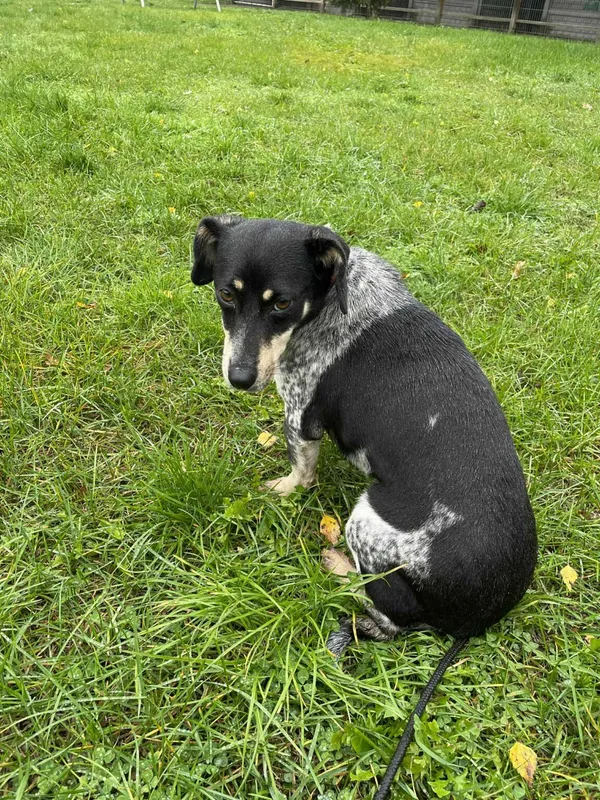 Pies do adopcji, Zgierz, 19 września 2025 (1/5)