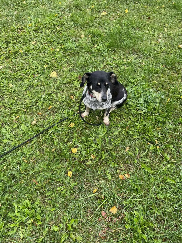 Pies do adopcji, Zgierz, 19 września 2025 (2/5)