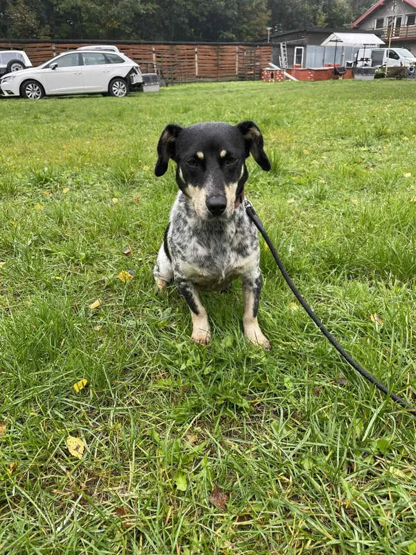 Pies do adopcji, Zgierz, 19 września 2025 (3/5)