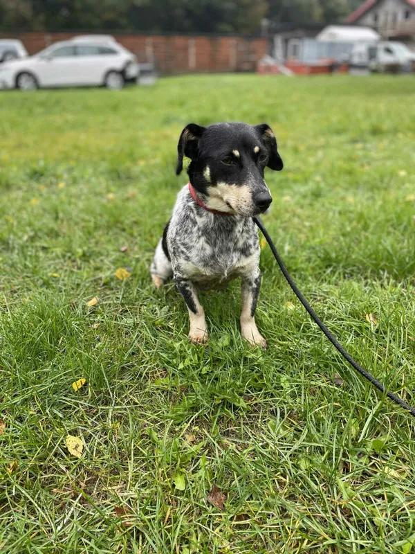 Pies do adopcji, Zgierz, 19 września 2025 (4/5)