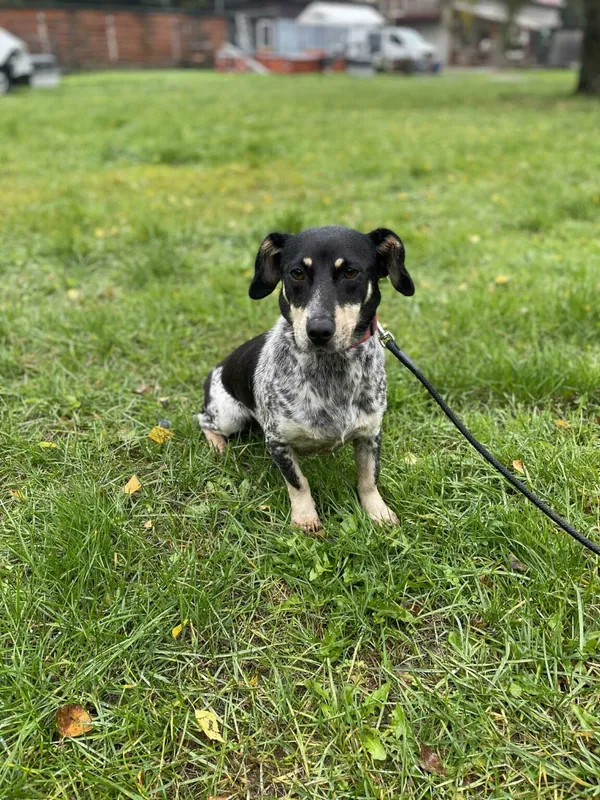 Pies do adopcji, Zgierz, 19 września 2025 (5/5)