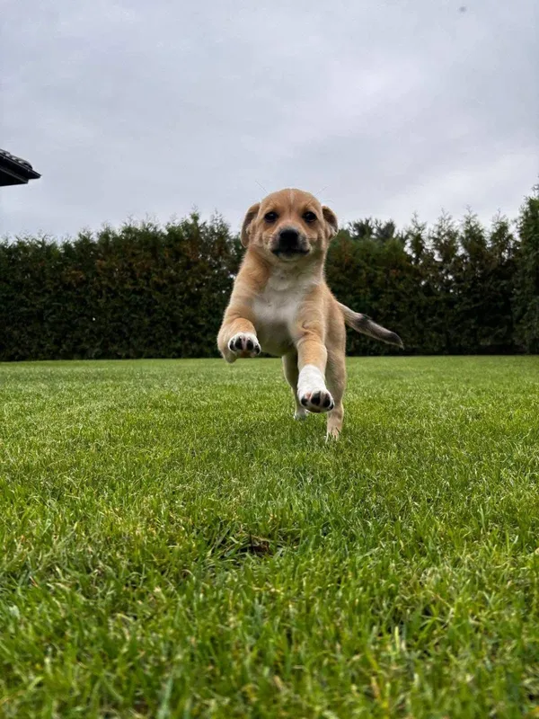 Pies do adopcji, Radom, 19 września 2025 (2/5)