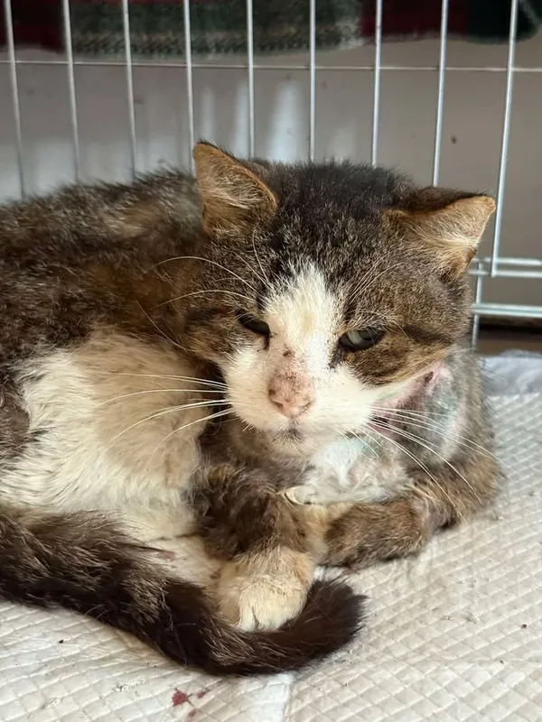 Znaleziono kota, Lublin, 14 września 2025