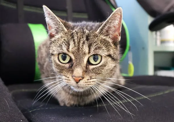 Znaleziono kota, Łódź, 19 września 2025 (2/4)