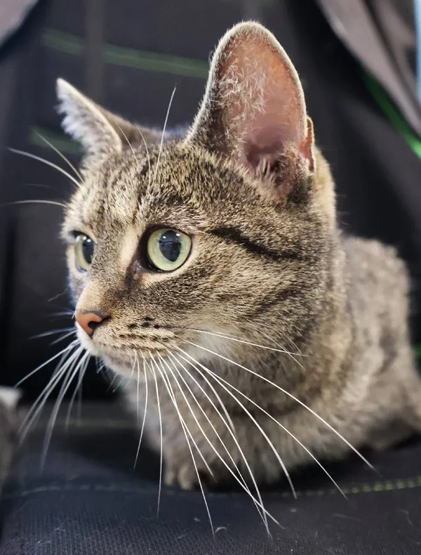 Znaleziono kota, Łódź, 19 września 2025 (4/4)