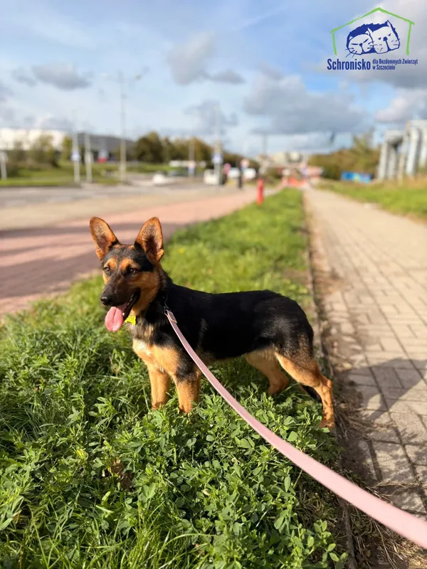 Znaleziono psa, Szczecin, 20 września 2025 (1/3)