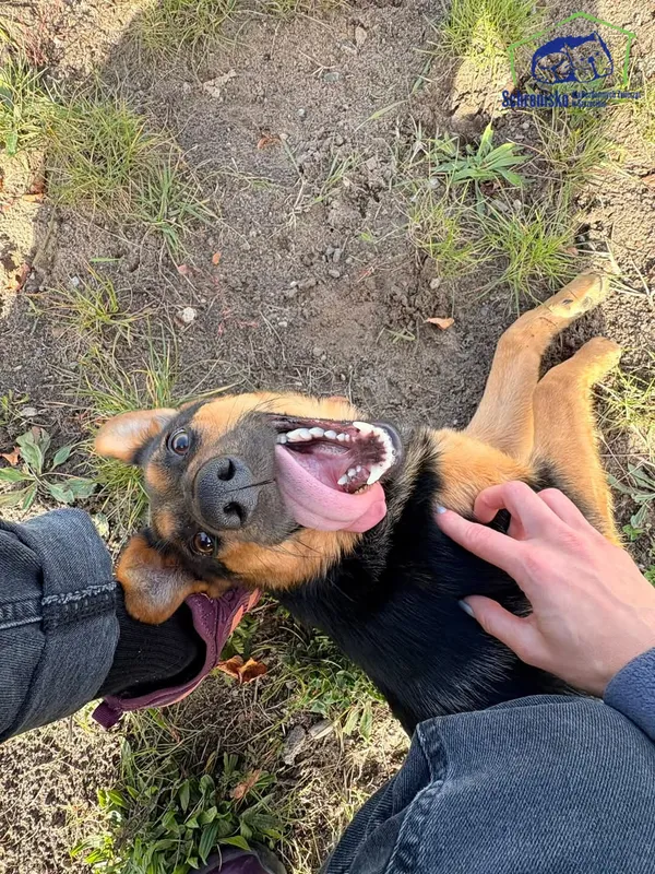 Znaleziono psa, Szczecin, 20 września 2025 (3/3)