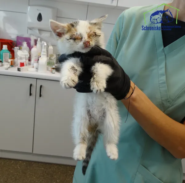 Znaleziono kota, Szczecin, 20 września 2025